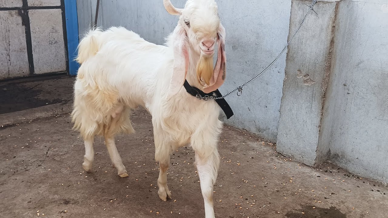 Nagpur mominpura team ki Hansa bakra for sale Taj bhai.9021513630 #goat #bakra #hansa 