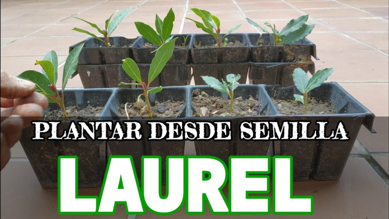 COMO PLANTAR LAUREL POR SEMILLAS con Éxito Reproducir Laurel 🌱 en Huerto urbano Cuidados del Laurel