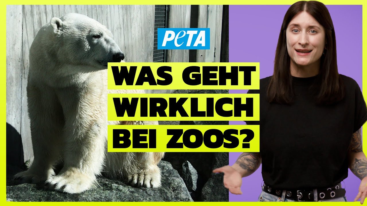 DAS solltest du über Zoos wissen! - Artenschutz? Bildungsarbeit? Oder doch nur Tier-Gefängnisse?
