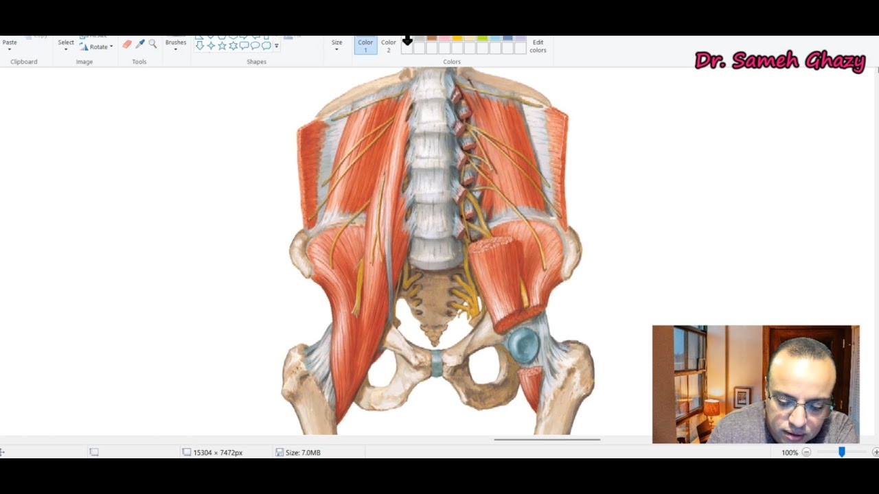 Lumbar plexus