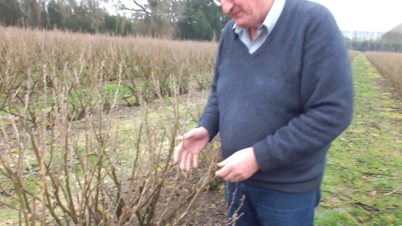 From Planting to Harvest: Post-pruning of New Zealand Blackcurrant plants