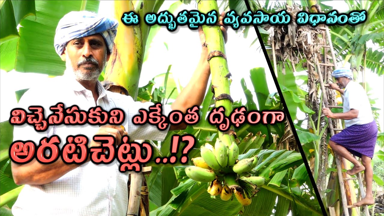ఈ అద్భుతమైన వ్యవసాయ విధానంతో  నిచ్చెనేసుకుని ఎక్కేంత దృఢంగా అరటిచెట్లు... !? || #naturalfarming
