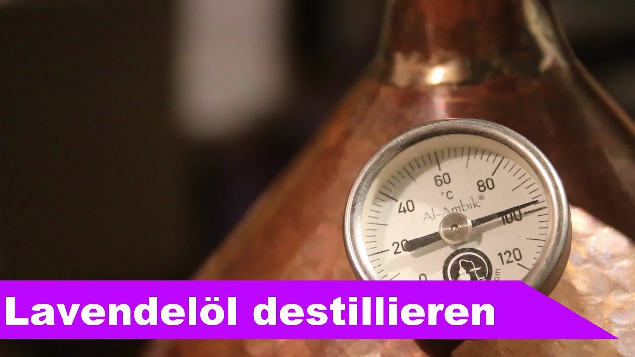 🌷 Lavendel destillieren 🌻 - ätherisches Öl selber machen - diSTILLed