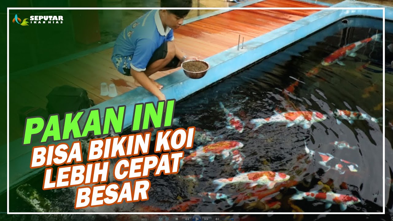 PAKAN AGAR IKAN KOI CEPAT BESAR | MAGOT NUSANTARA