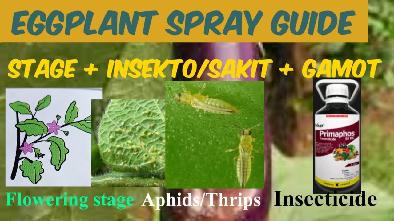 Eggplant Spray Guide/Insect Pests and Diseases and Their Control Measure/Agri Crops Doc