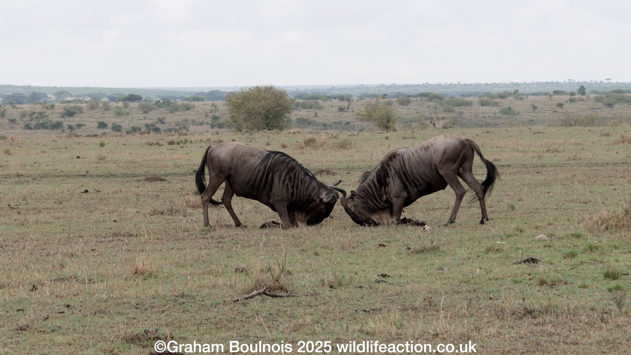 Fighting male Wildebeest
