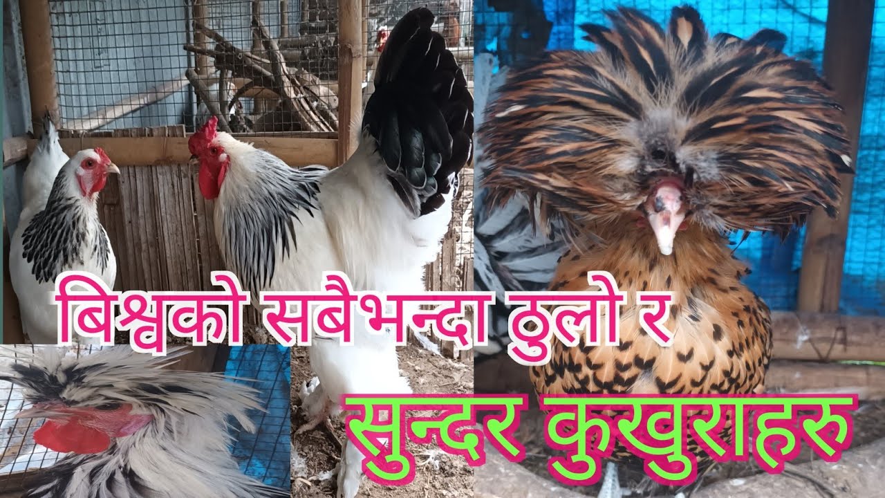 Biggest rooster in tha World Brahma Chicken and Polish Chicken
