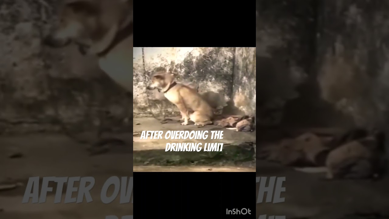 Dogfallfunnyvideo