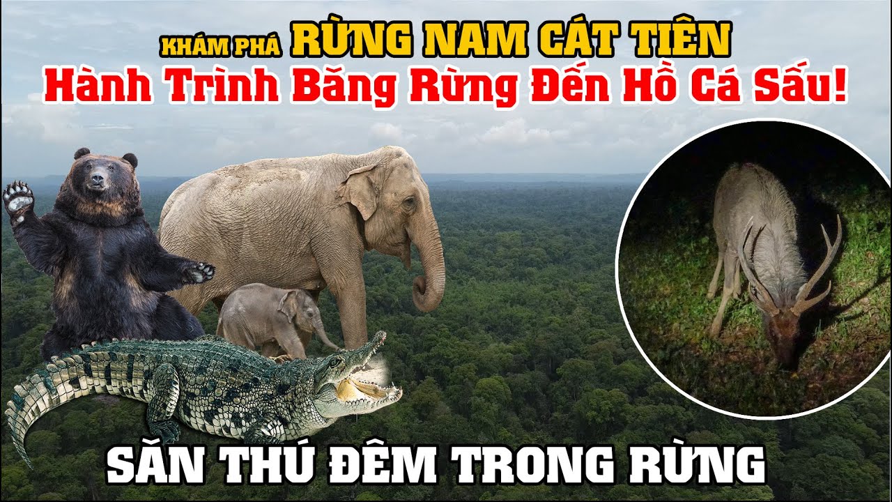 Khám Phá Rừng Nam Cát Tiên, Hành Trình Băng Rừng Đến Hồ Cá Sấu, 1 Mình Đi Rừng Sẽ Như Thế Nào?