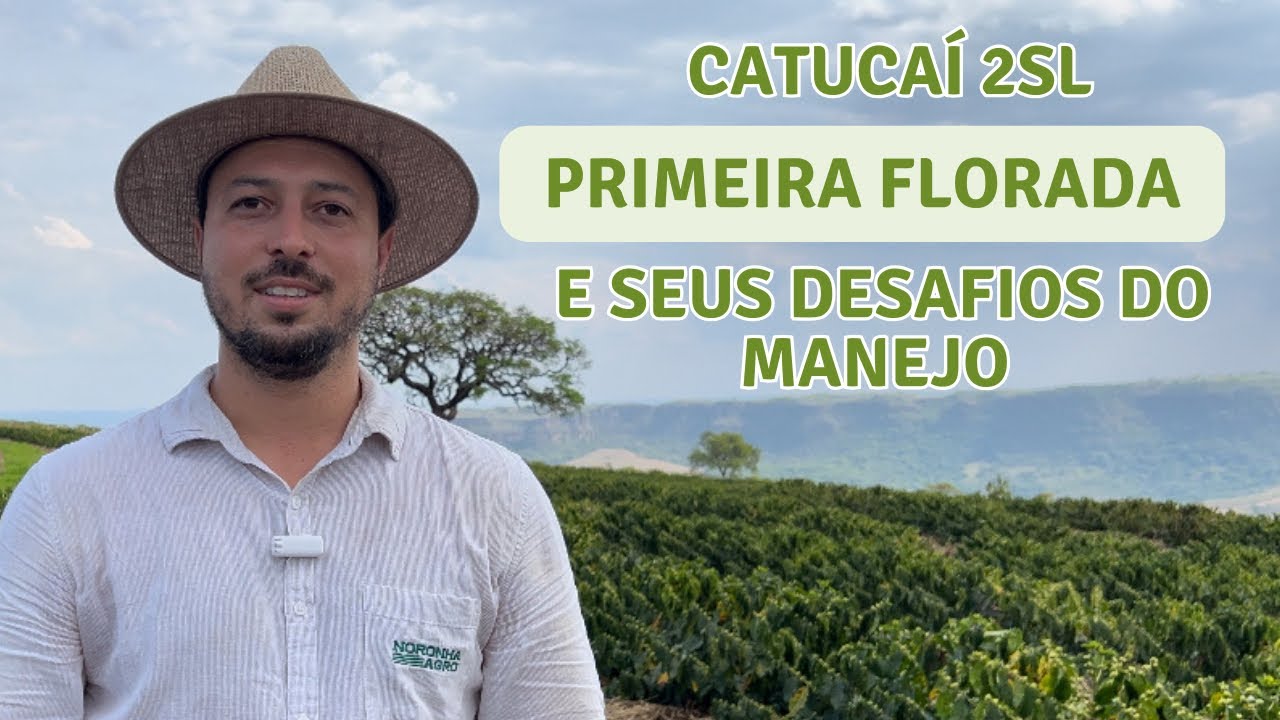 Catuai 2SL sua primeira florada e seus desafios do manejo
