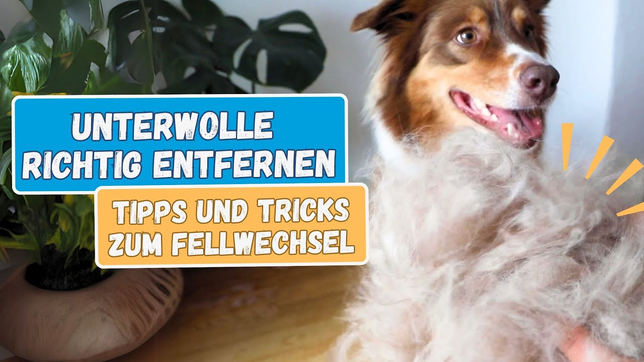 Unterwolle beim Hund entfernen - Tipps und Tricks im Fellwechsel
