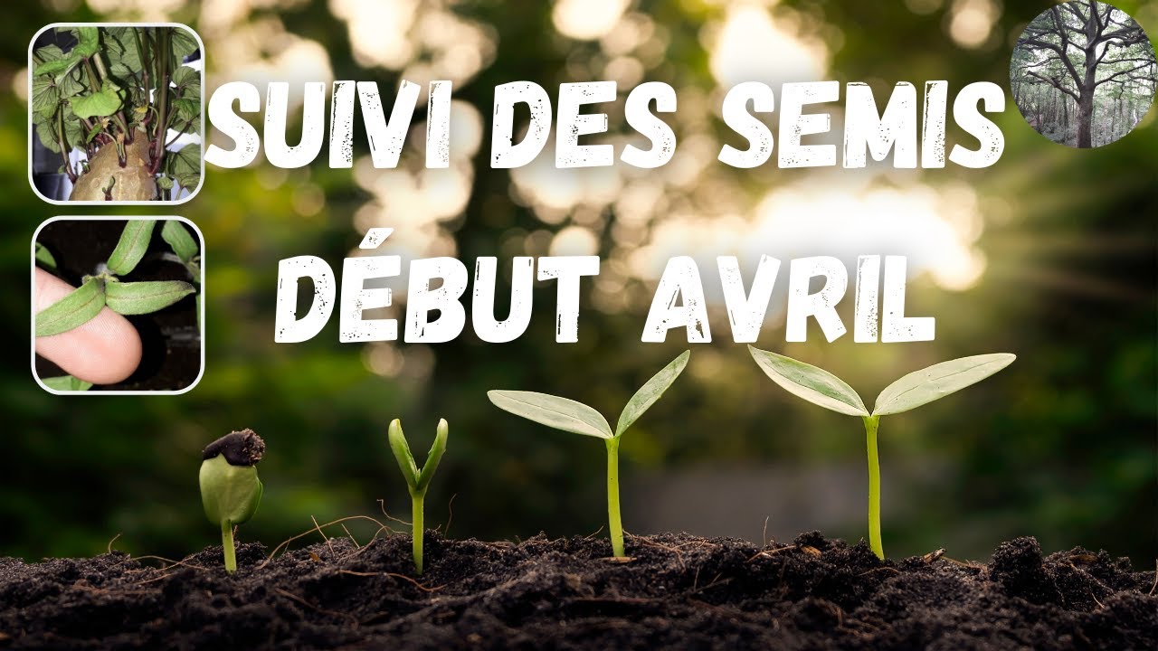 Suivi des semis en avril 🌱