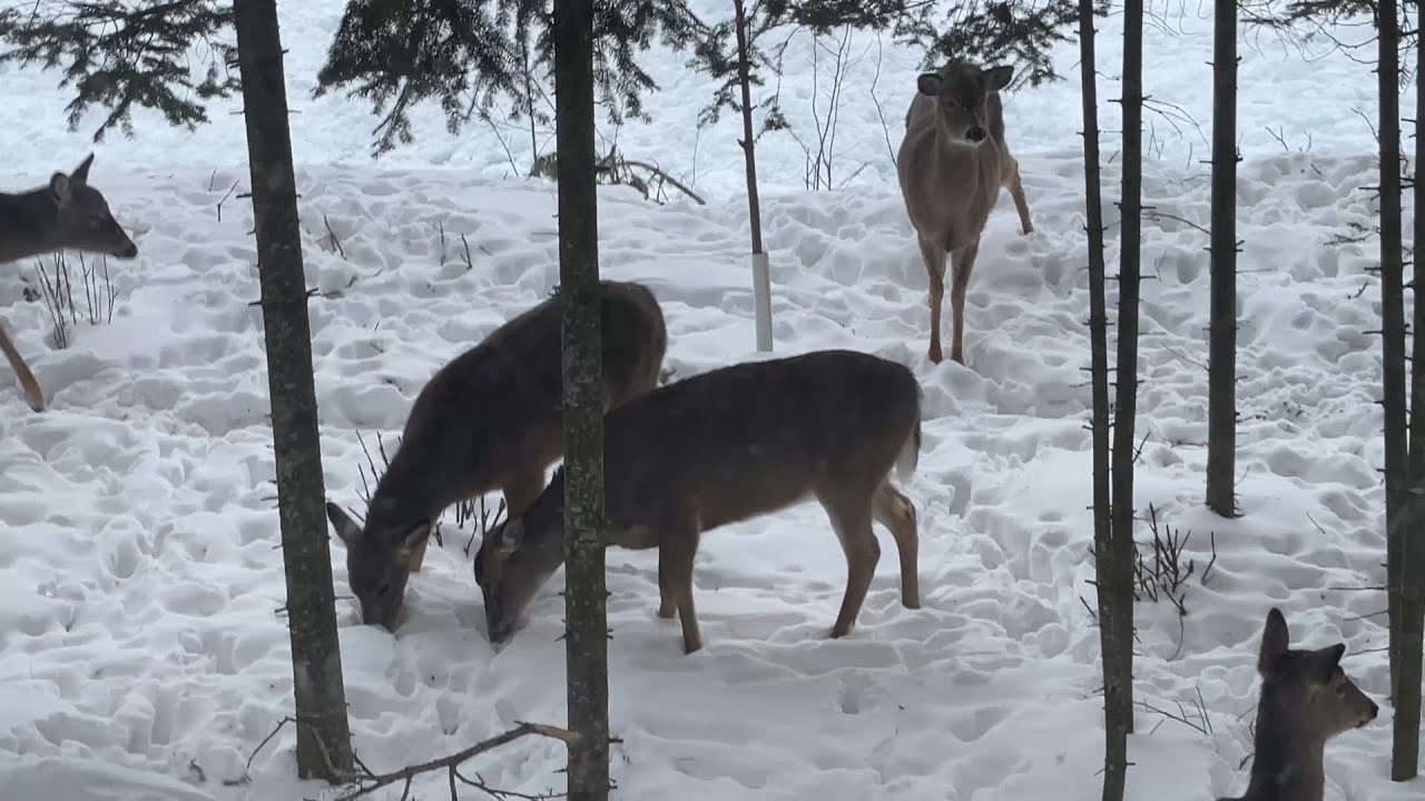 Deer In the Yard 2026 02 7