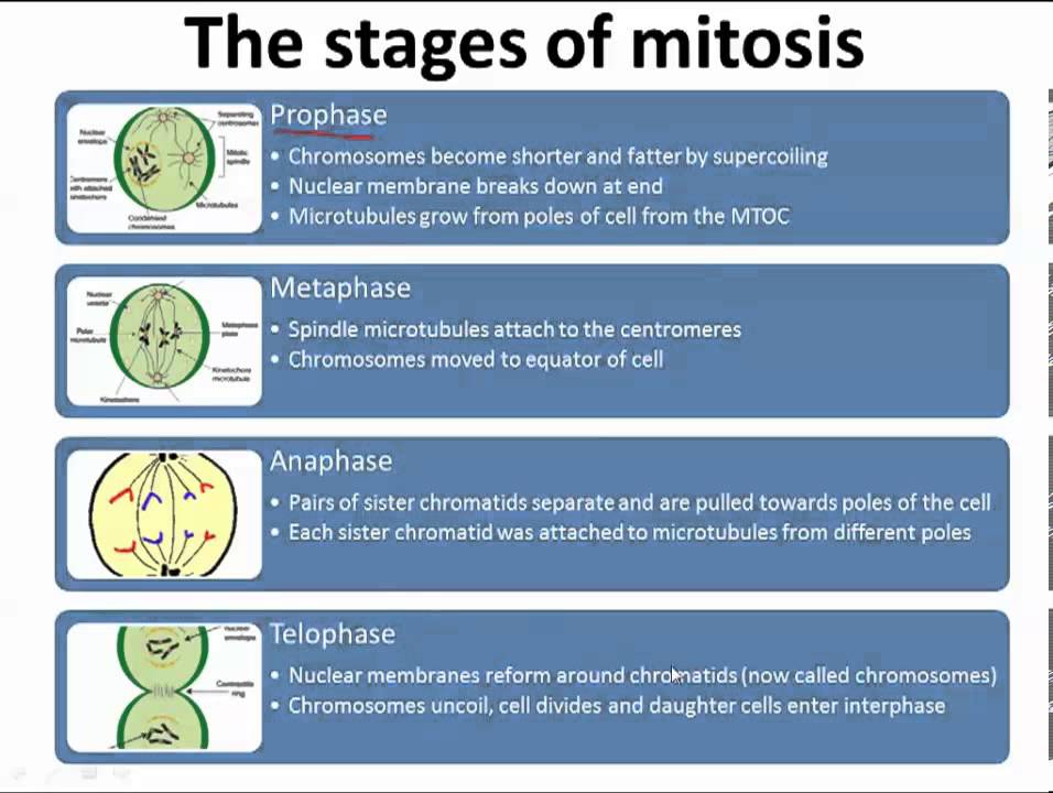 Mitosis (IB Biology)