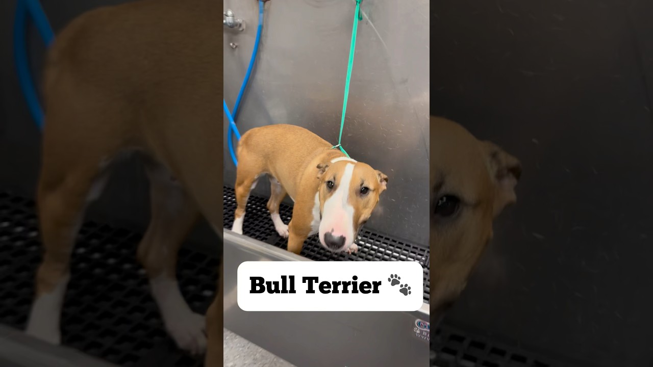 Sleek Ez doing work on this Bull Terrier #bullterrier #bullterriers #doggroomer  #dogbath #tutorial