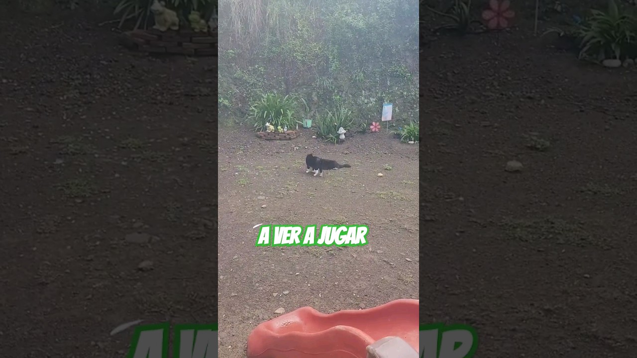 Gatos jugando #shorts #shortsvideo #catsvideos #cats_and_fun44