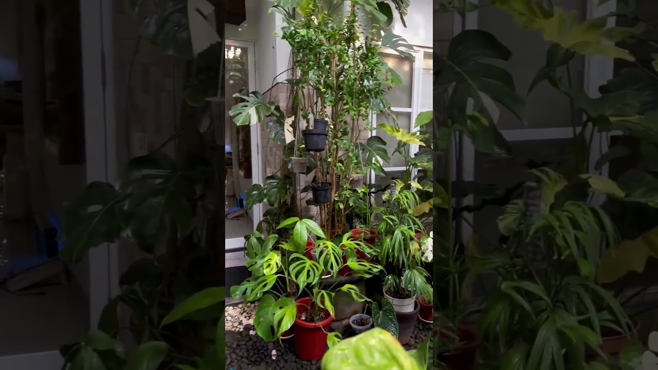 Just wow! 😍 🌱 #houseplants #plantroom #plantgoals #plantaddict #urbanjungle #plantcollection