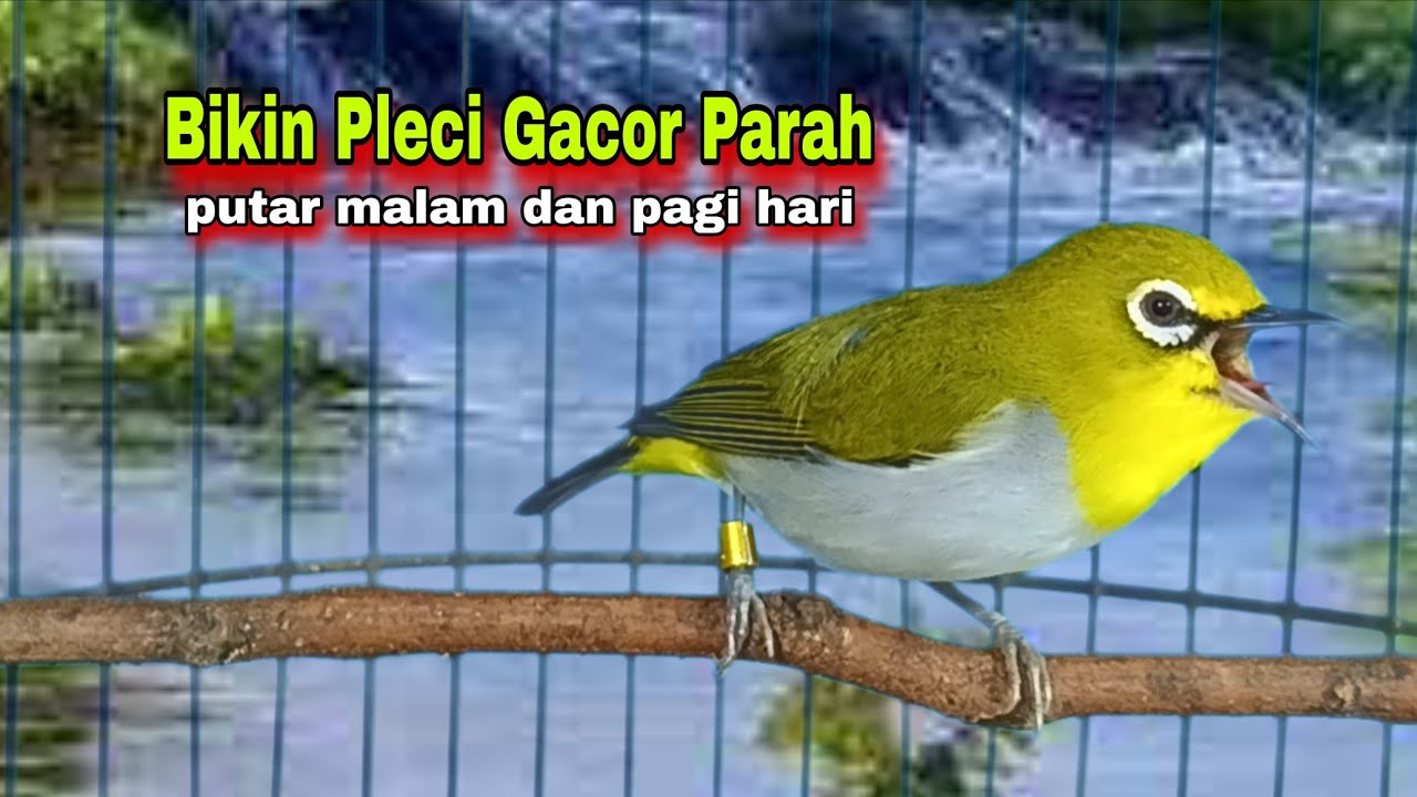 Suara Burung Pleci Gacor Ngalas,Terampuh  Memancing Pleci Lain Emosi || Pleci Bustomi Gacor Dor