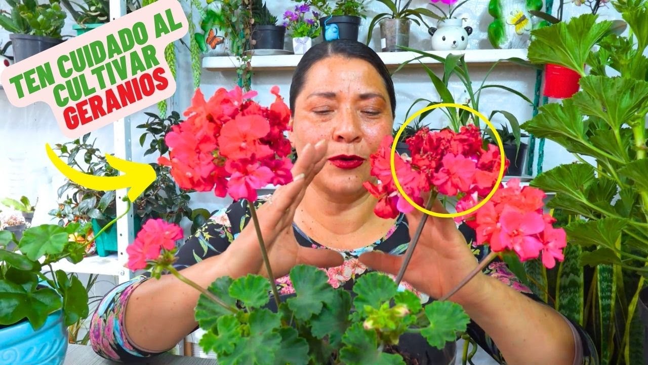 Truco Para Cultivar Geranios Novios En Casa Facilmente
