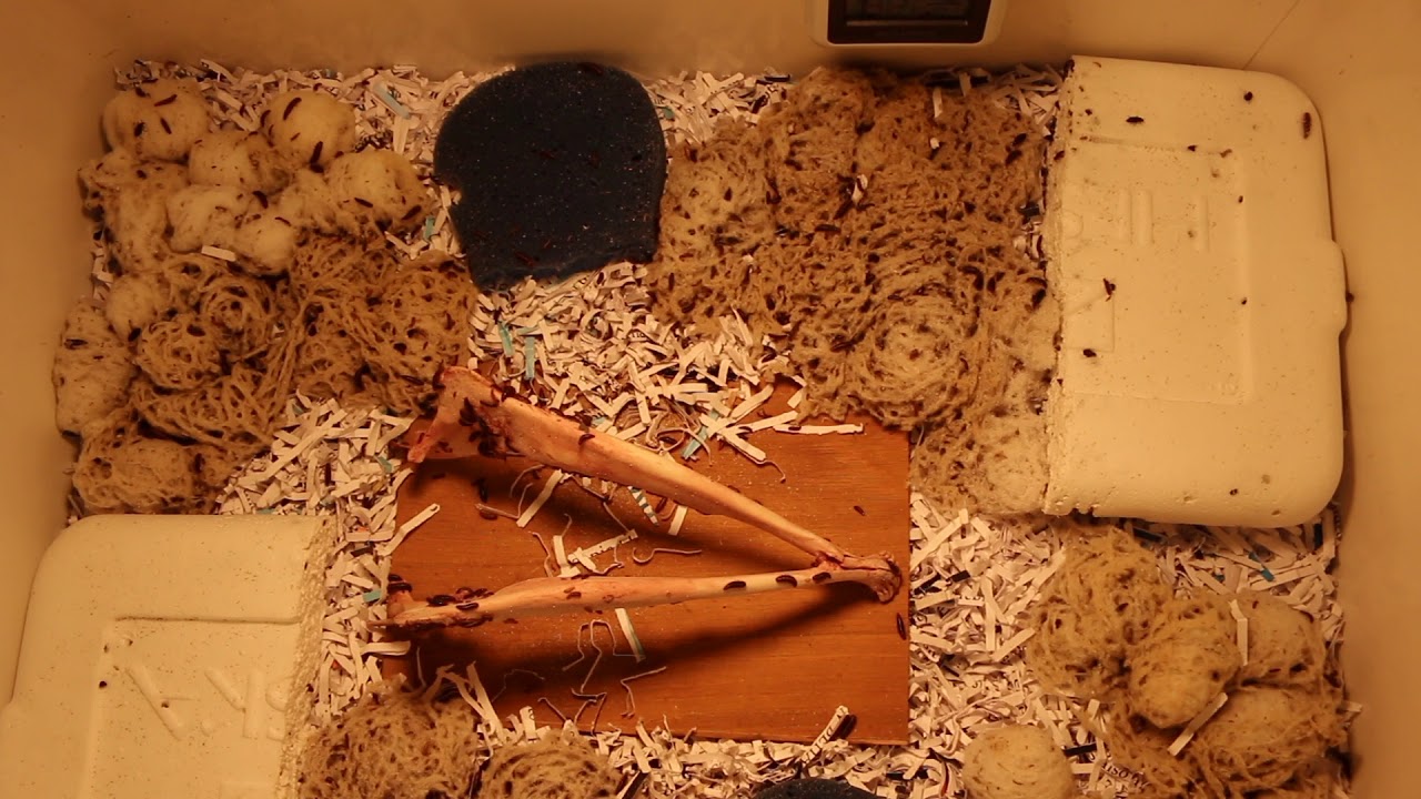 Dermestid Beetle Housing Setup/Tips | Taxidermy | Skull Cleaning