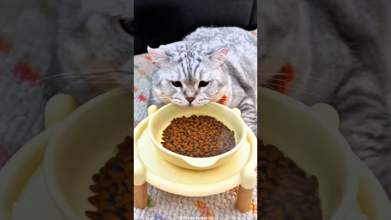 Fat Cat&rsquo;s Punishment Turned Fitness Trick😺❤️