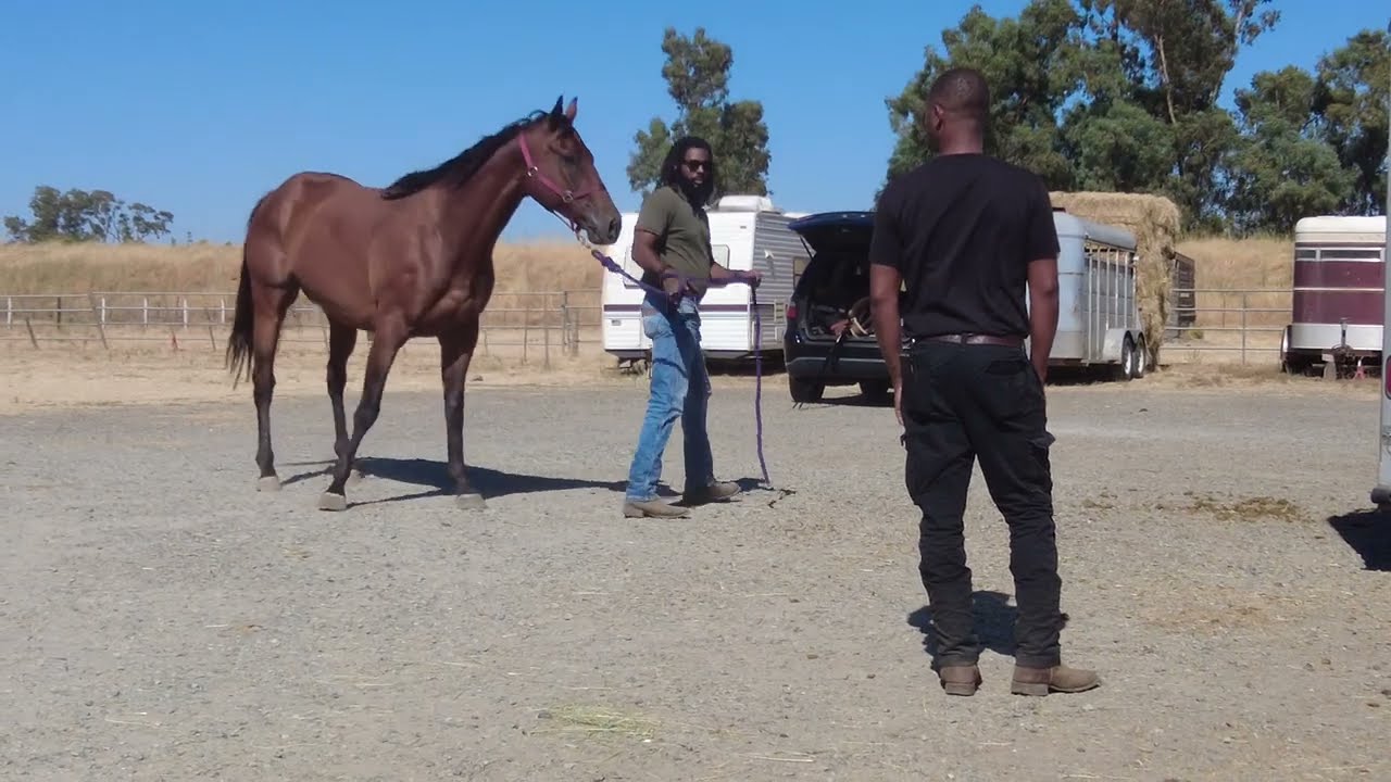 Horse Ownership: Confessions You Won't Believe