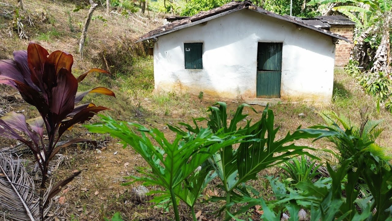 sitio a venda na zona rural de Palmares PE 10 hectares $120 mil