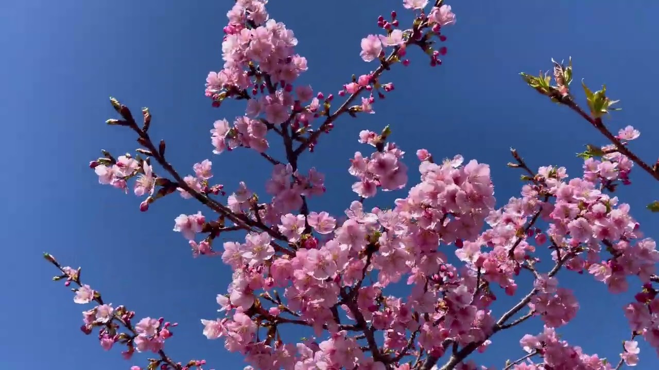 愛知県犬山市羽黒にある河津桜ロード、有名になりましたね。2026.3.4