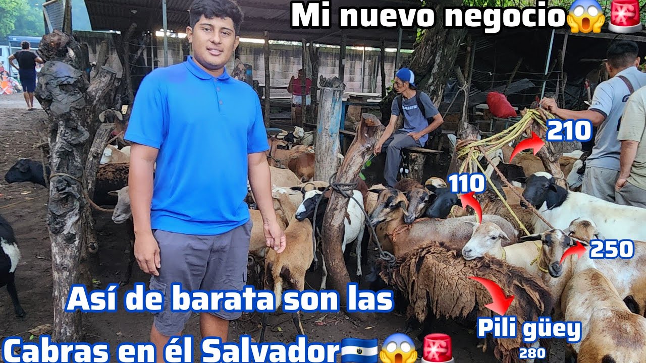 TODO ESTO EN CONTRARAS EN UN TIANGUIS DE EL SALVADOR 🇸🇻 🚨😱 precios de cabras y de pili güey 😱