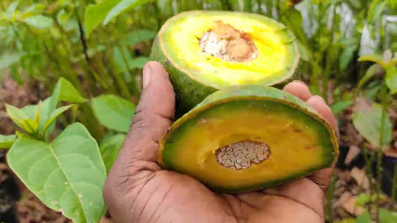 Le Greffage des Avocats
