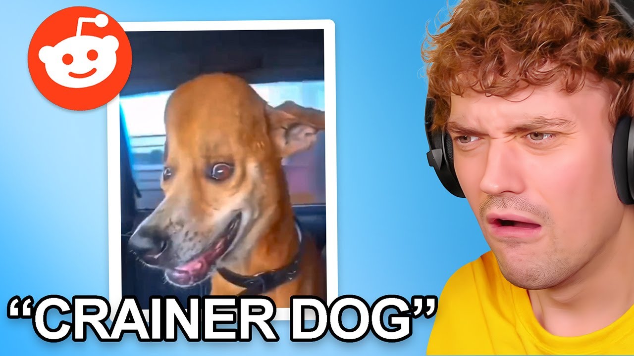 Rating My Viewers Pets...