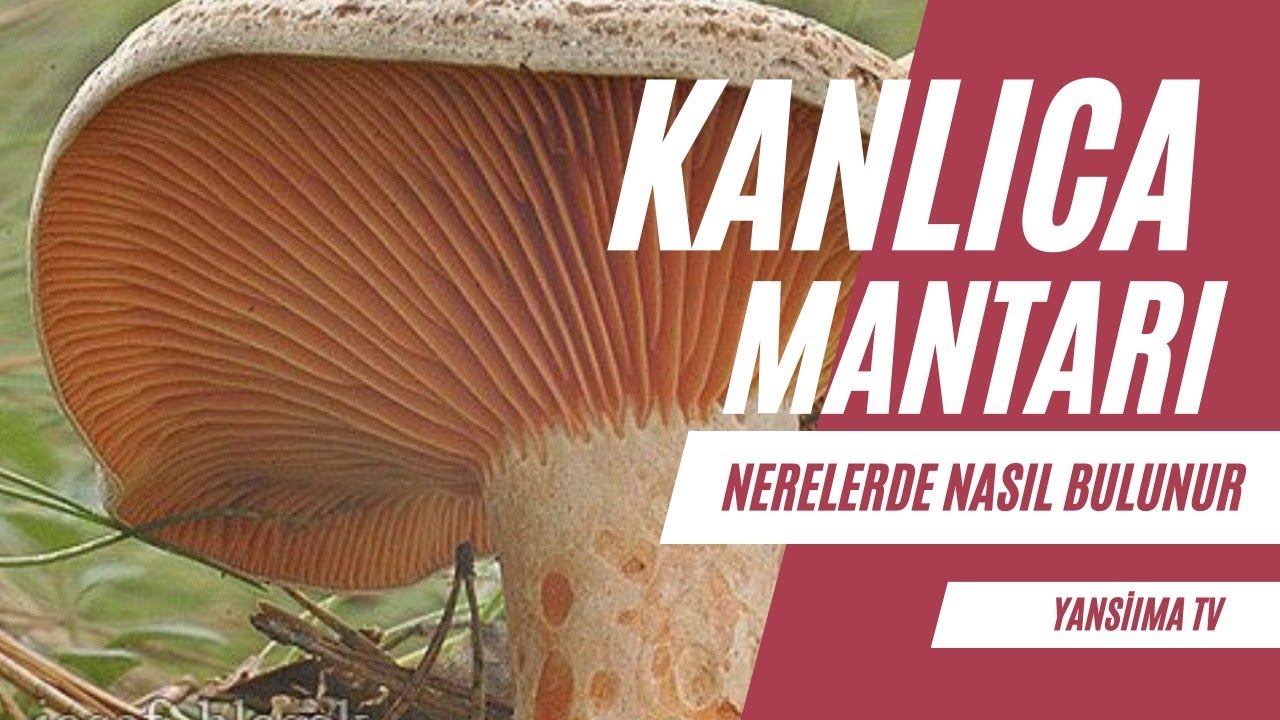 kanlıca mantarı çıntar toplama teknikleri