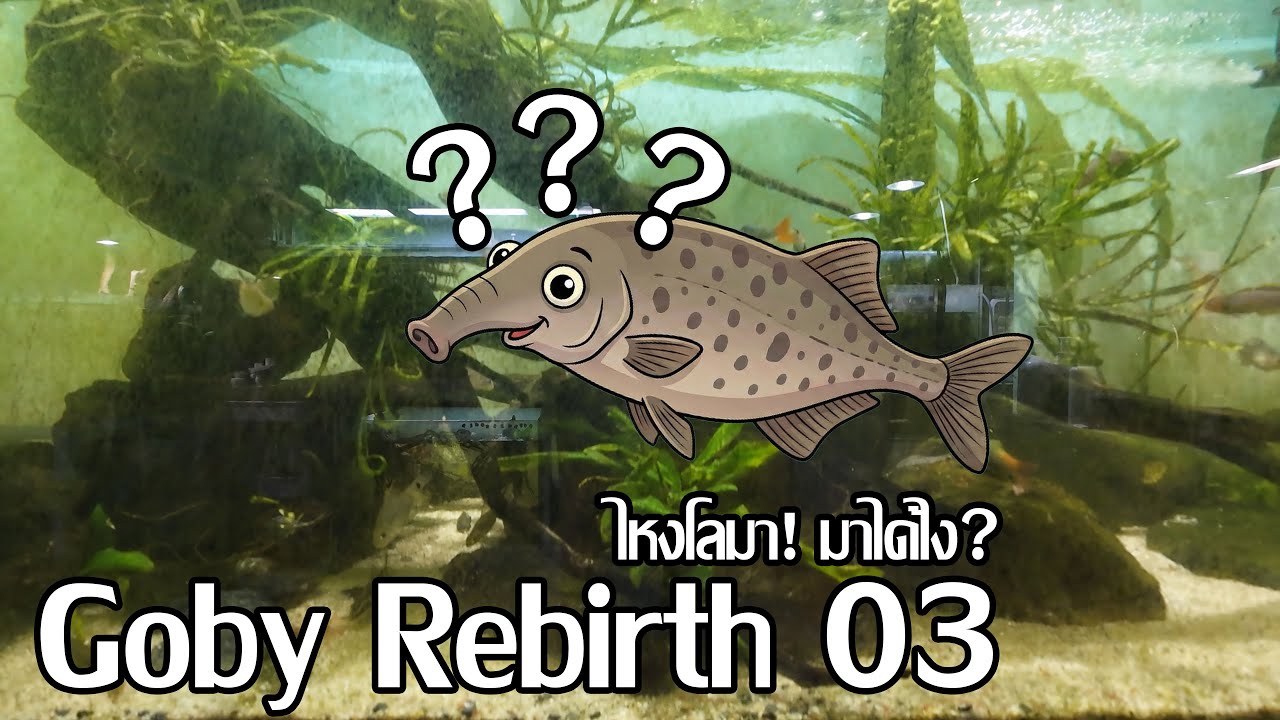 Goby Rebirth EP.03 ตู้ลำธาร!! ไหงมีโลมา?