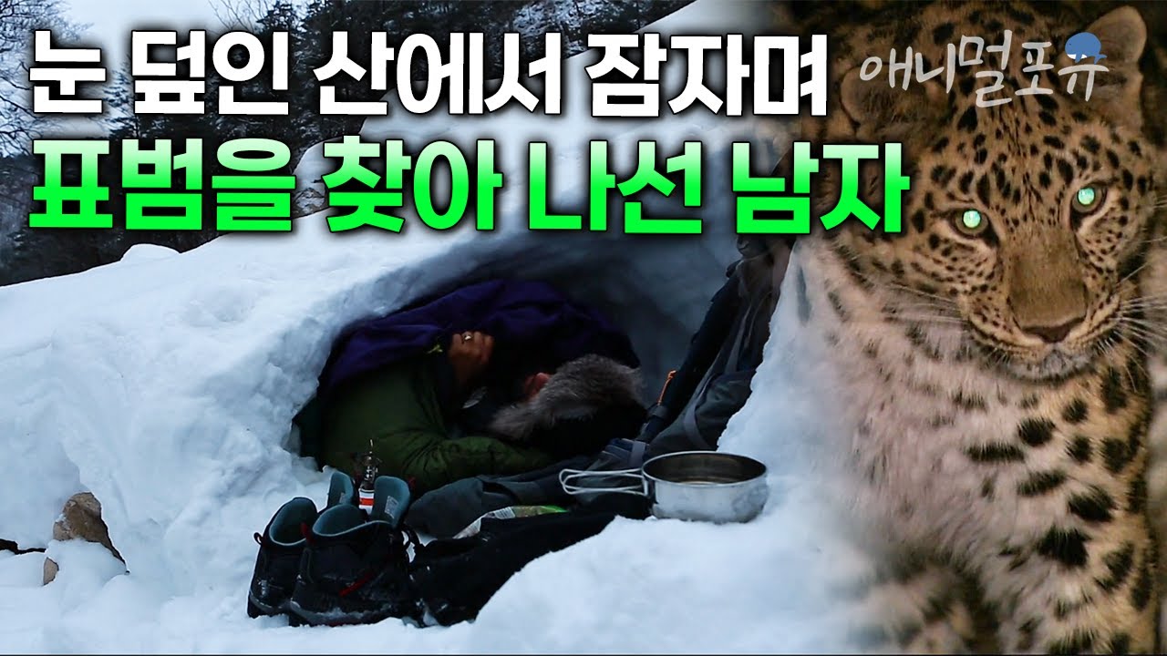 한반도 표범은 살아있는가? 눈으로 뒤덮인 산에서 야외 취침까지 하며 한반도 표범을 찾아 나선 남자 | KBS 파노라마 130607 방송