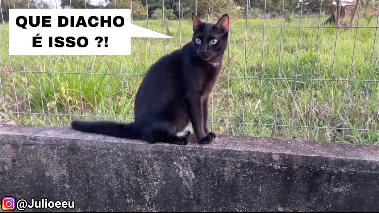 A técnica de caça do Juninho !! 🤣🤣🤣