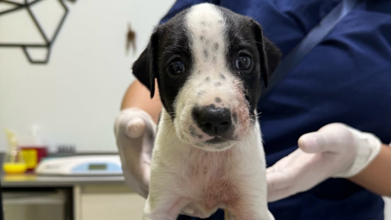 ¿Adoptarias a Lunita? 🌒 Escribeme a  Fundacionhuellitasaleman@gmail.com 🙏🏻