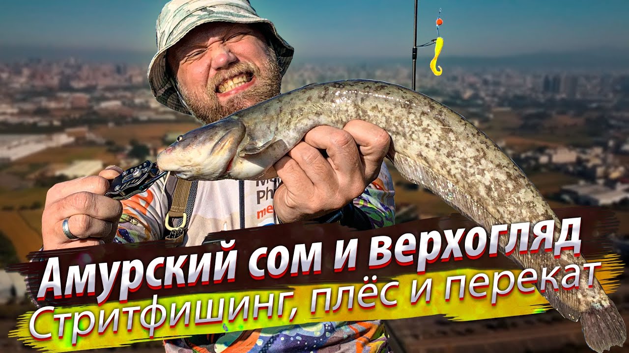 На ЭТУ ВОНЮЧУЮ приманку берут СОМЫ! Вот это рыбалка! Стритфишинг по хищнику.