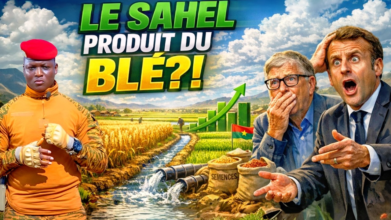 Ibrahim Traoré : 115 ha de blé au Sahel, 350 tonnes… la révolution agricole commence ?