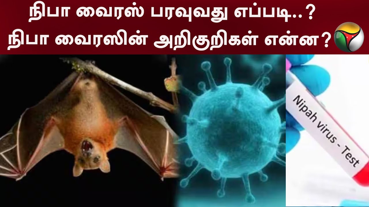 நிபா வைரஸ் பரவுவது எப்படி..? நிபா வைரஸின் அறிகுறிகள் என்ன? |  Nipah Virus | Kerala | PTT