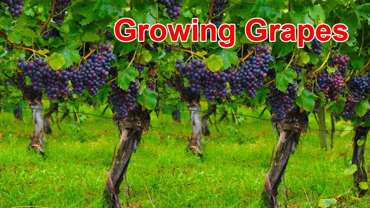 Growing Grapes In Jamaica