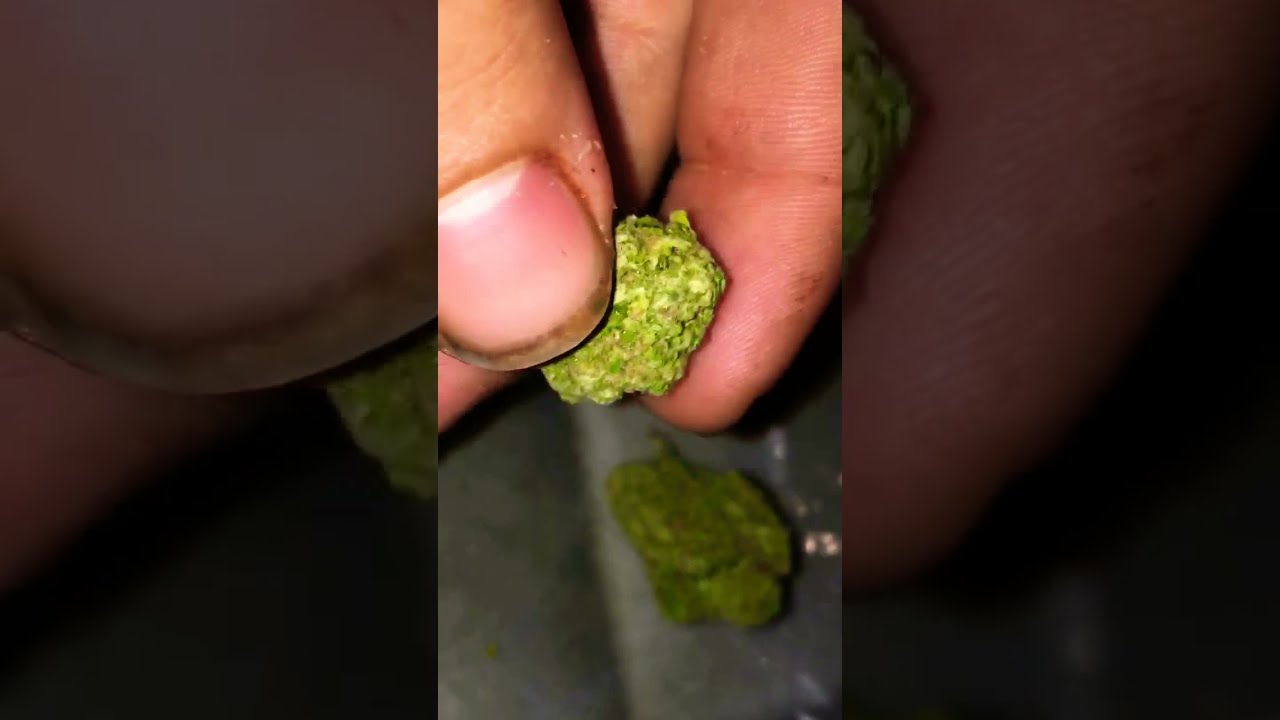 Dream berry strain
