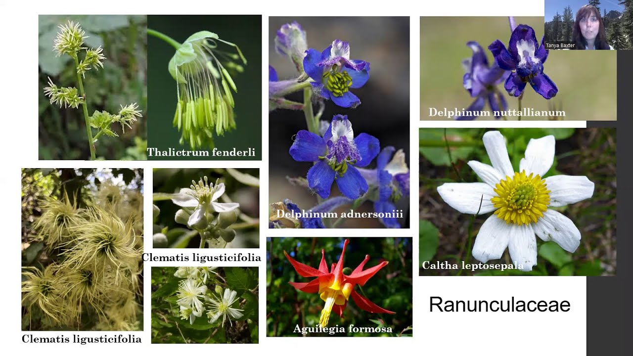 Flora of the Northern Sierra Nevada: Botanical Encounters off the Beaten Path - Speaker Tanya Baxter
