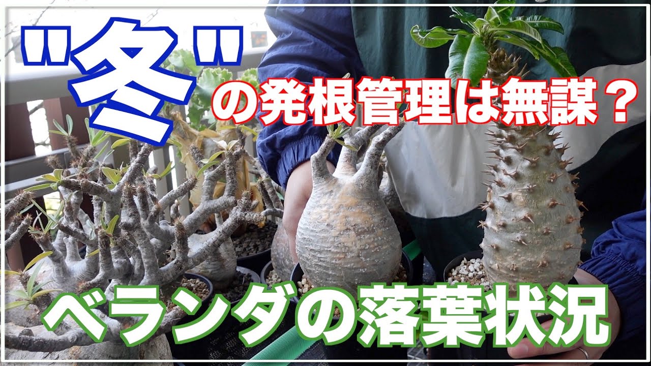 【もう落葉した？】冬の発根管理と今の落葉状況｜グラキリス｜gracilius｜パキポディウム｜pachypodium｜アンボンゲンセ｜ambongense｜caudex