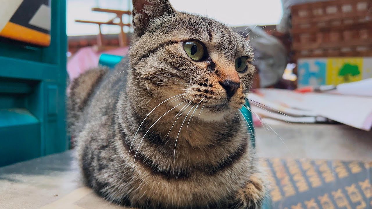 EMO猫，好容易抓只老鼠，竟然当面投粪坑自尽了