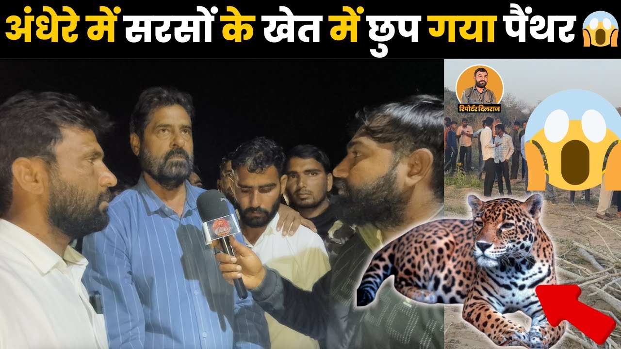 सीकर में अंधेरे में सरसों के खेत में छुप गया पैंथर लोगों में है डर का माहौल 😱~ Sikar Panther News