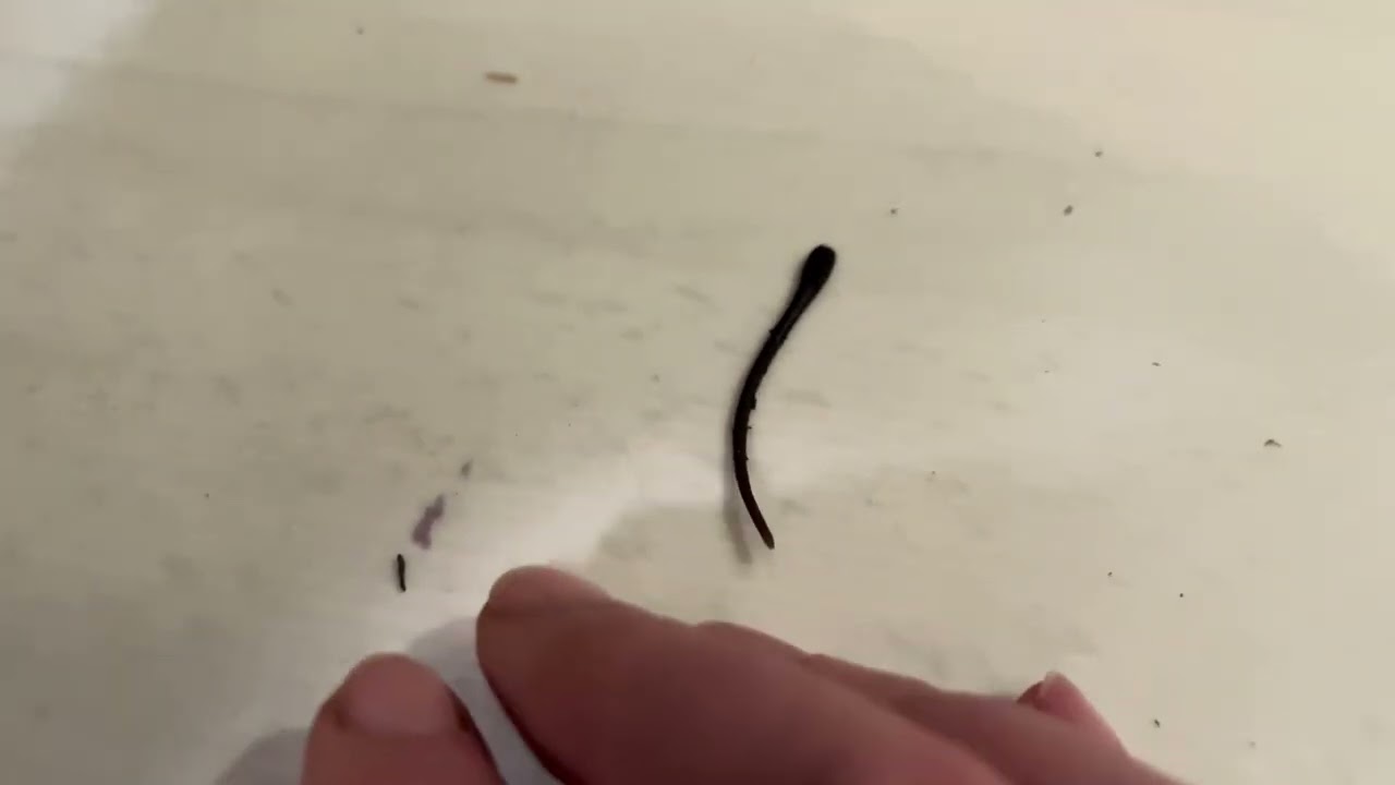 Worm