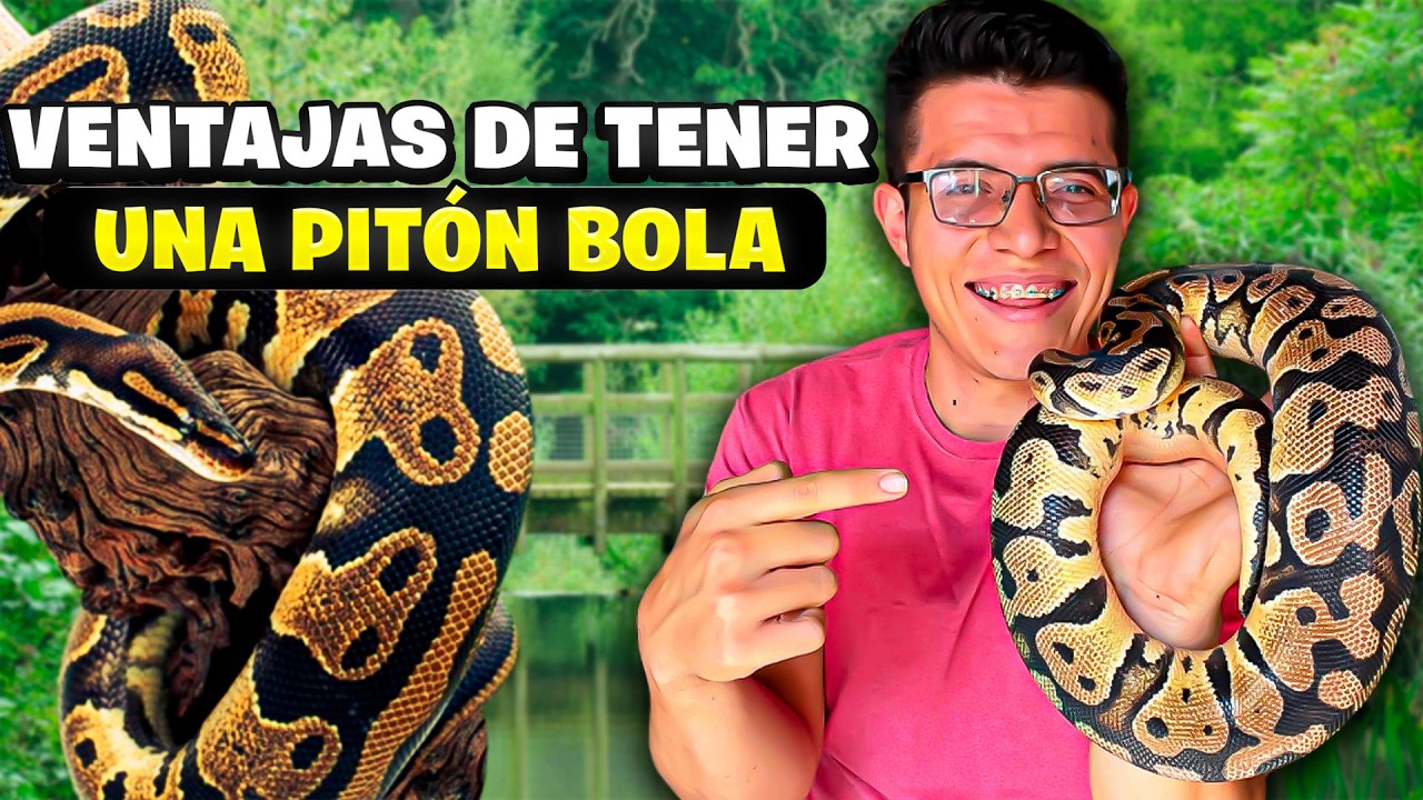 5 VENTAJAS de tener PITON bola de MASCOTA