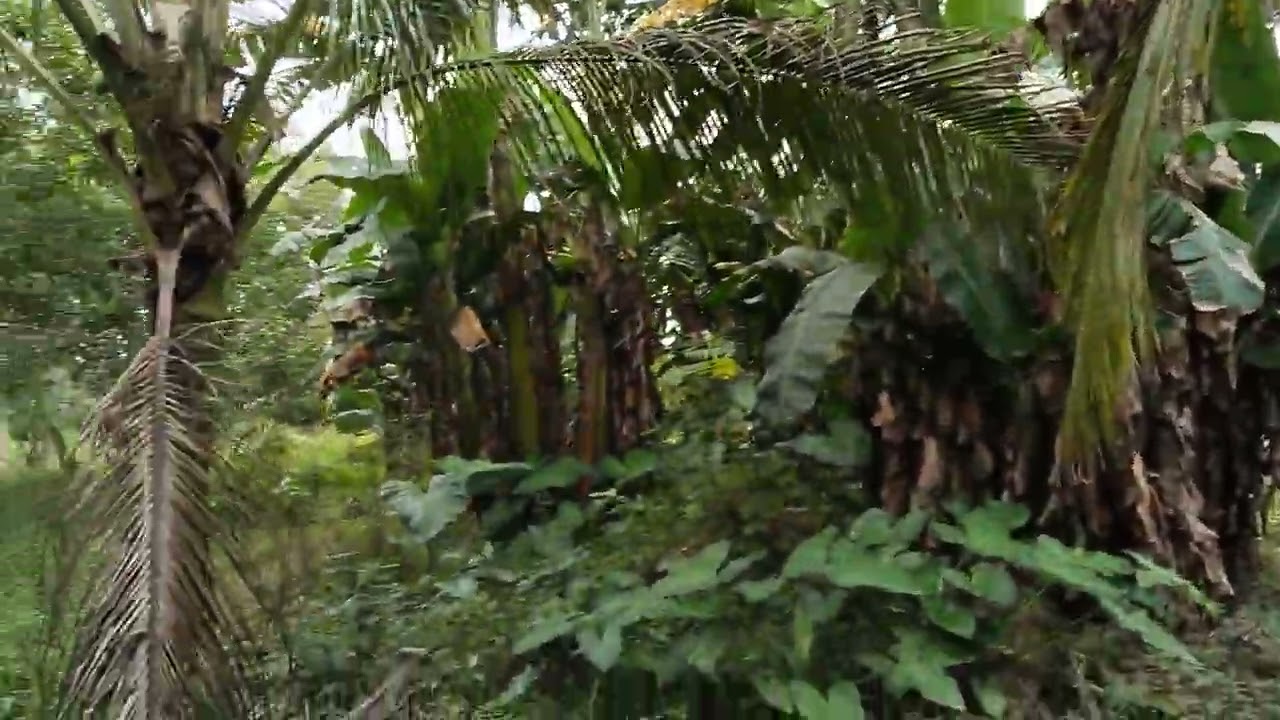 🚜🐄🌾FARM LOT FOR SALE 23,000 $Q.M LLOCATED IN PAGSANJAN LAGUNA