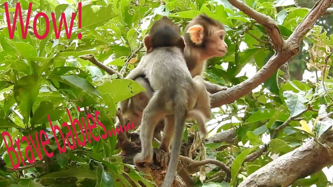 Funny babies& brave babies monkeys is Baron with Bavin laugh activities on the ground also on tree