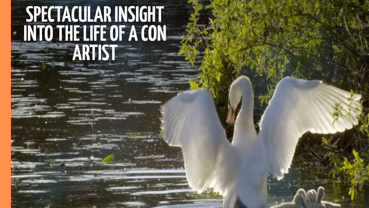 Cuckoo - Spectacular Insight into the Life of a Con Artist | Full documentary